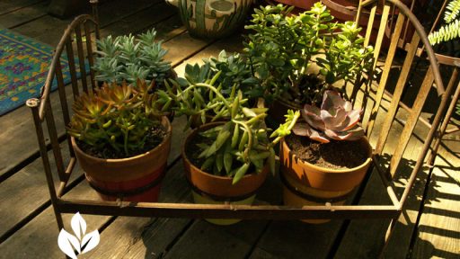 lucinda hutson's succulent bed container