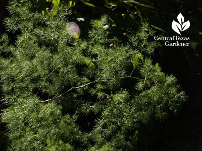 Ming fern shade plant Lynne Dobson Central Texas Gardener