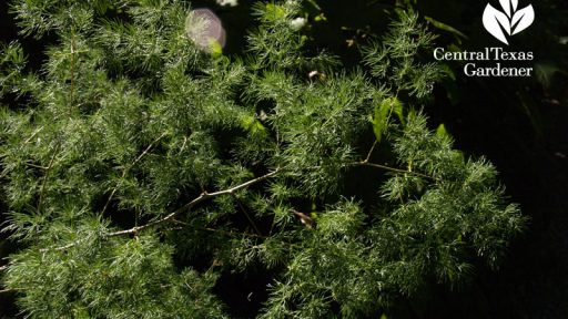 Ming fern shade plant Lynne Dobson Central Texas Gardener