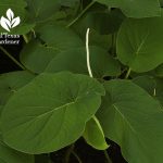 root beer plant hoja santa shade plant