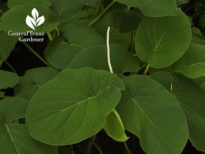 root beer plant hoja santa shade plant