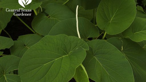 root beer plant hoja santa shade plant