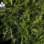 plum yew shade plant Cephalotaxus harringtonia 'Duke Gardens'