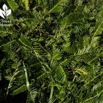 plum yew shade plant Cephalotaxus harringtonia 'Duke Gardens'