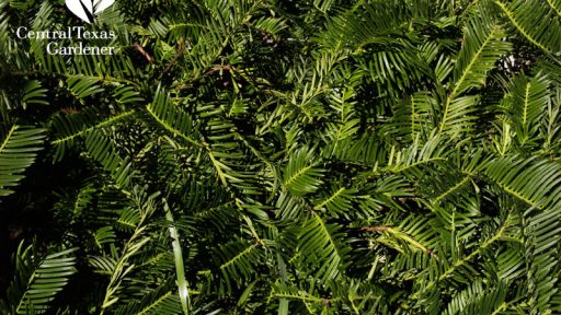 plum yew shade plant Cephalotaxus harringtonia 'Duke Gardens'