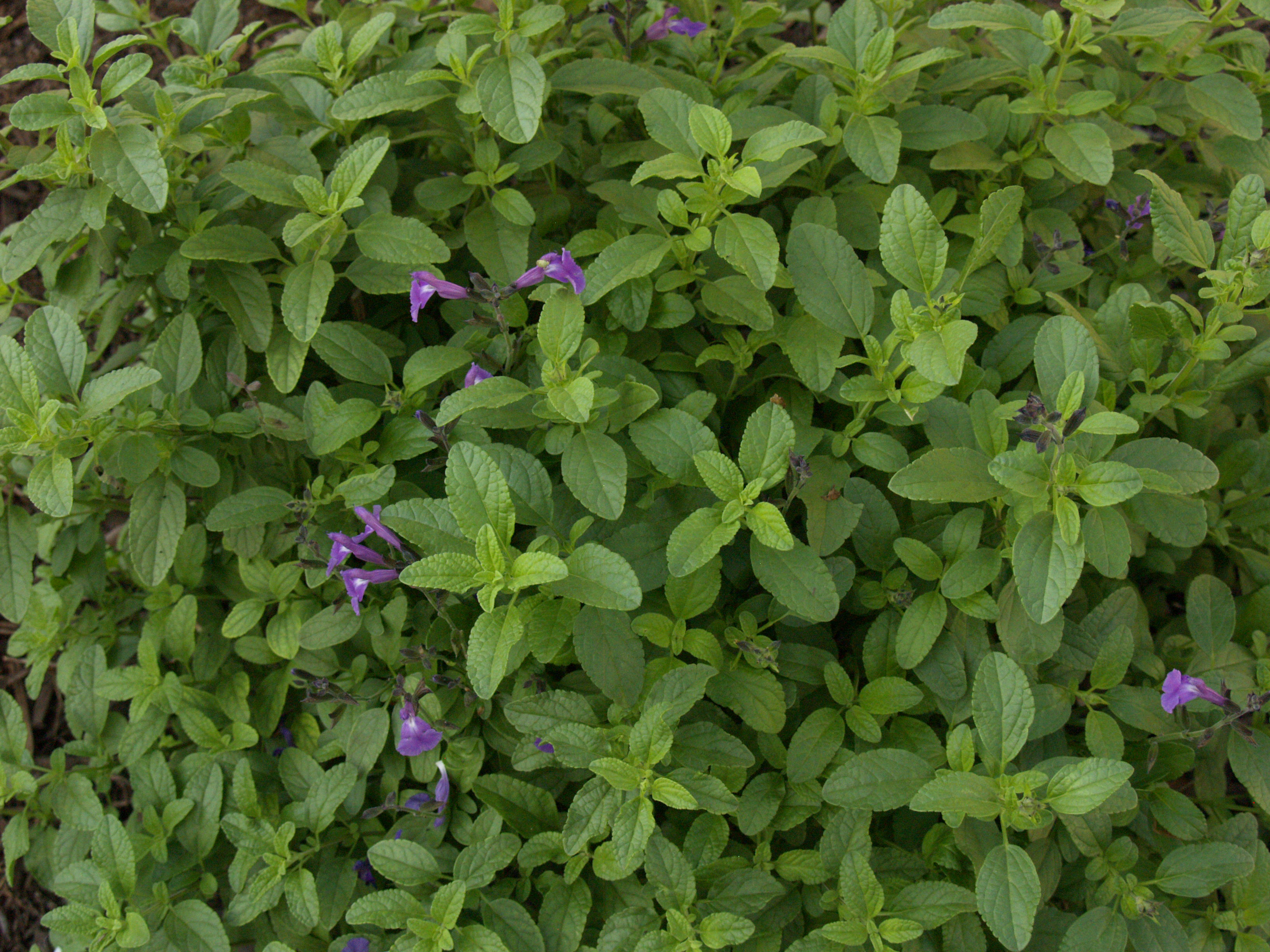 Oregano Central Texas Gardener