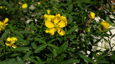 Daphne Plant of the Week Senna