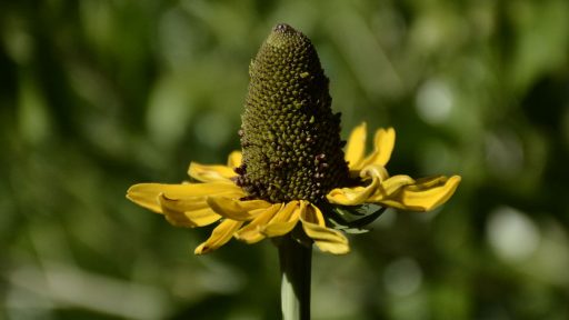 POW Giant Coneflower