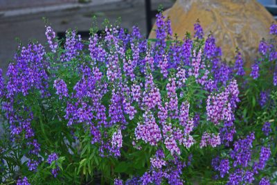 Angelonia (Photo by: Texas AgriLife Research)