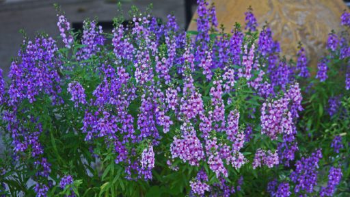 Angelonia (Photo by: Texas AgriLife Research)