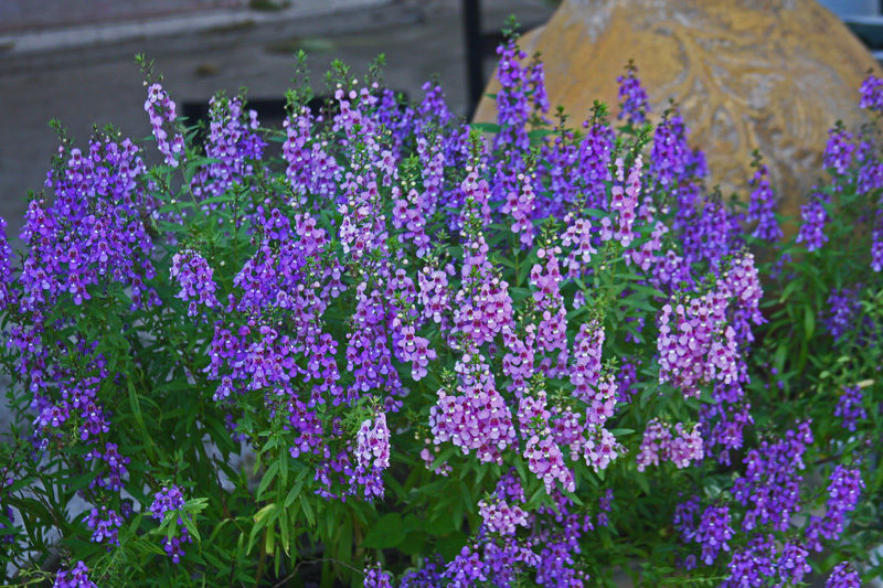 Image of Angelonia purple annuals
