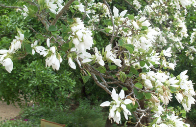 anacacho orchid