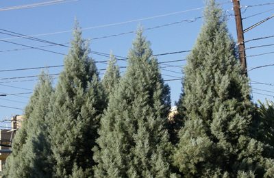 arizona cypress hedge