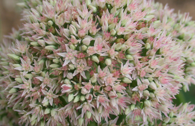 autumn fire sedum