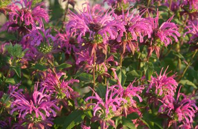 beebalm