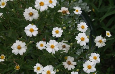 Blackfoot Daisy