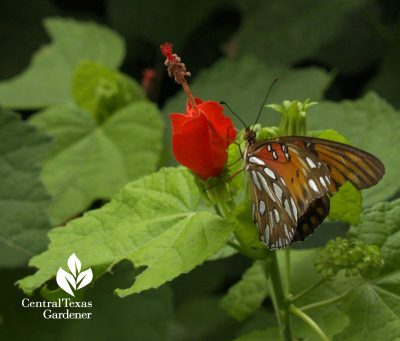 Gulf Fritillary butterfly on Turk's cap Central Texas Gardener