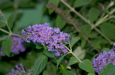 butterfly bush