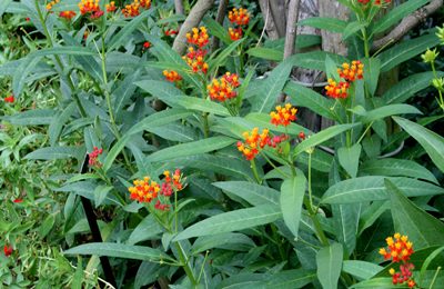 butterfly weed