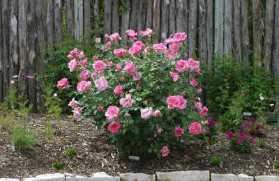 carefree beauty rose