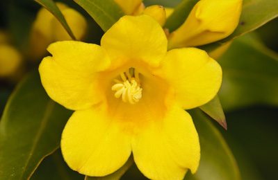 Carolina Jessamine