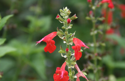 cedar sage