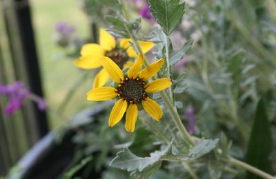 chocolate flower