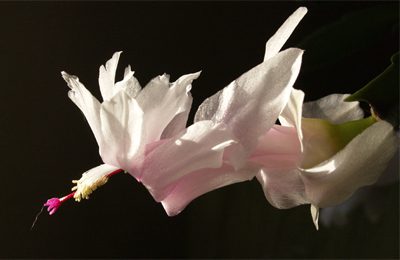 christmas cactus