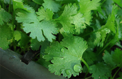 cilantro