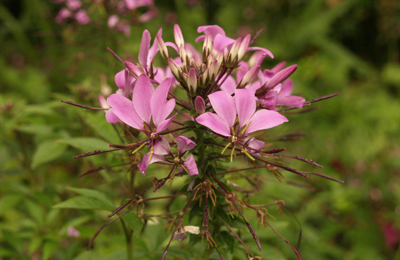 Cleome Seniorita Rosalita