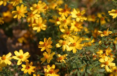 Copper Canyon daisy