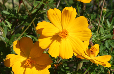 coreopsis