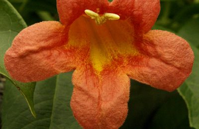 Crossvine Tangerine Beauty