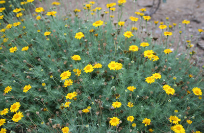 dahlberg daisy