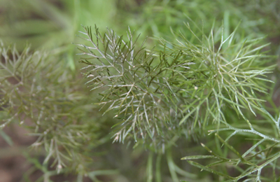 bronze fennel