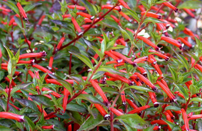 firecracker plant