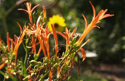 flame acanthus