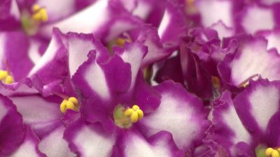 African Violet Photo by: Penny Smith-Kerker