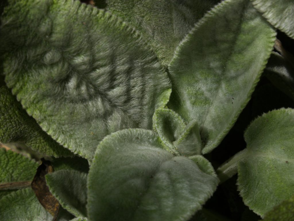 Lamb’s Ears Central Texas Gardener