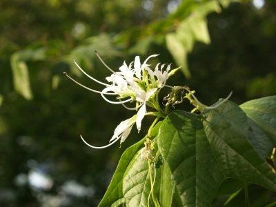 Mexican Orchid Tree