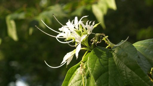 Mexican Orchid Tree