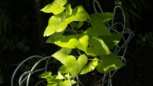 Sweet Potato Vine