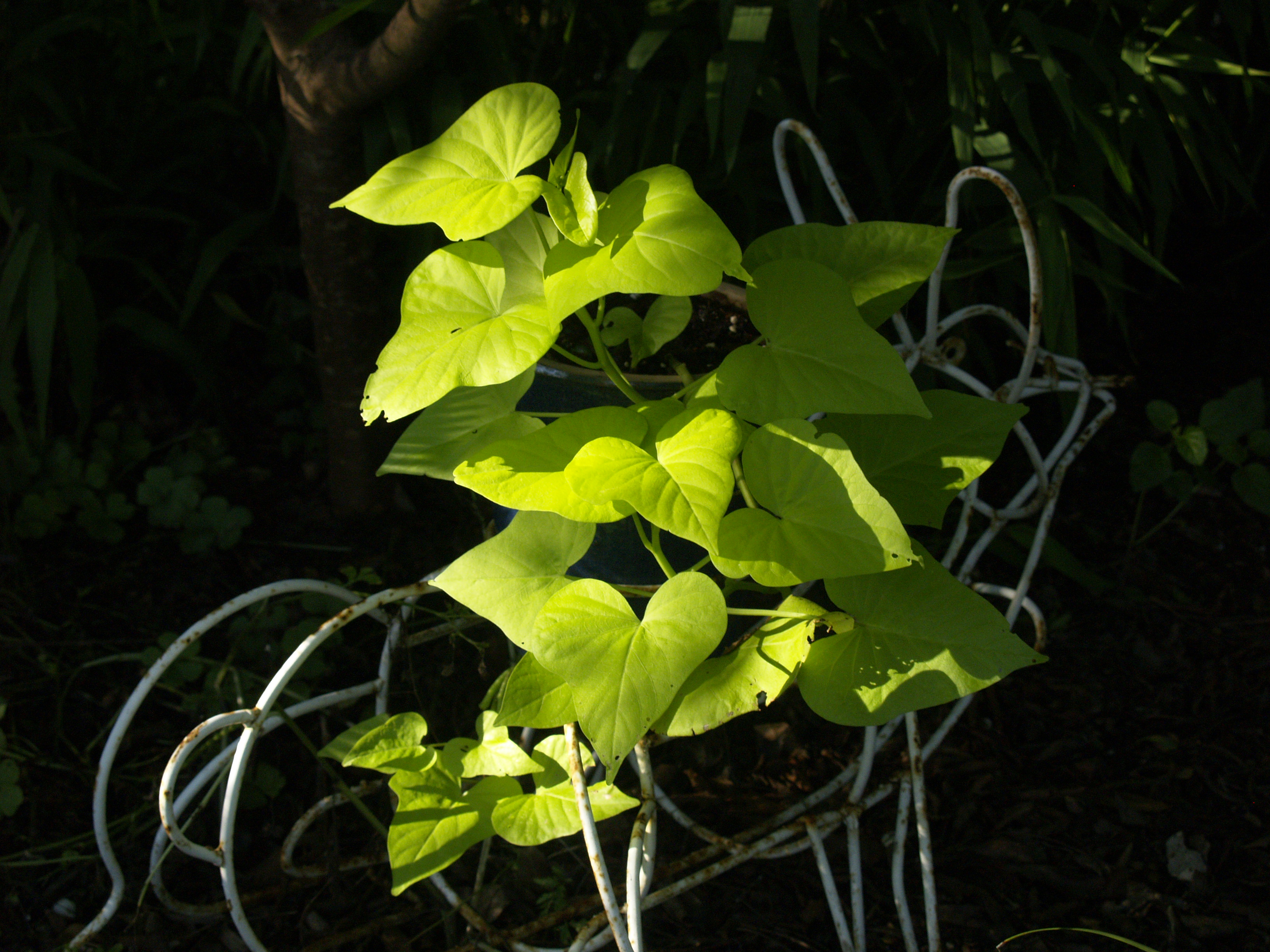 Sweet Potato Vine Central Texas Gardener Sweet Potato Vine Central Texas Gardener