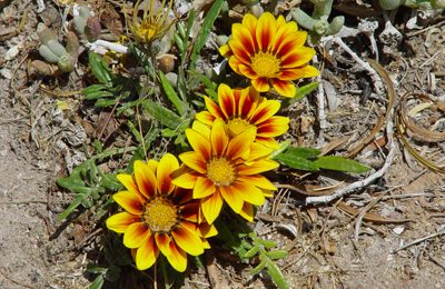 gazania aztec orange