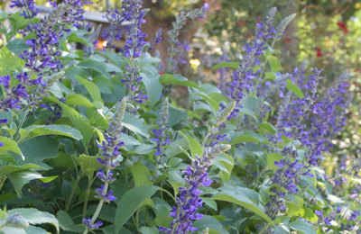 mealy blue sage