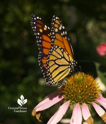 Monarch butterfly on coneflower central texas gardener
