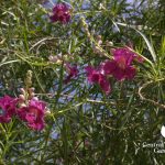 Bubba desert willow hummingbird small drought tough tree central texas gardener