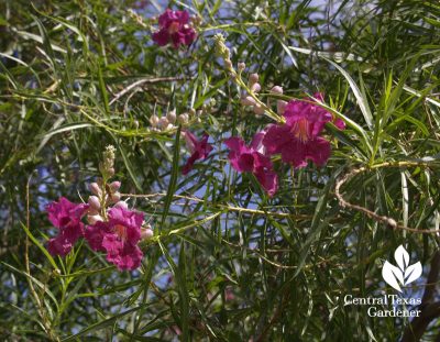 Bubba desert willow hummingbird small drought tough tree central texas gardener