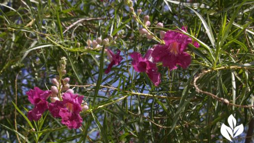 Bubba desert willow hummingbird small drought tough tree central texas gardener