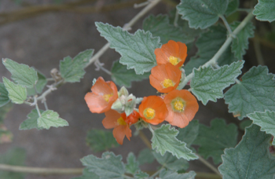 Globe Mallow